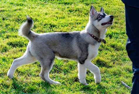 Miniature Husky Facts Size Price Comparison And More Marvelous Dogs