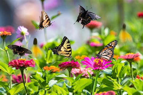 How To Attract Butterflies To Your Backyard In 6 Steps