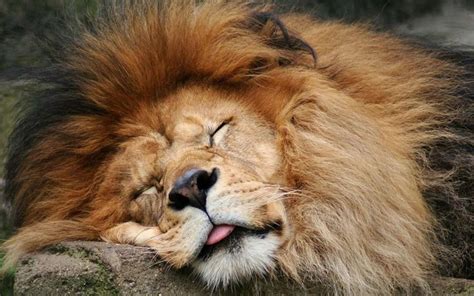 Lions Make Hilarious Facial Expressions Sleeping Lion Animals Wild