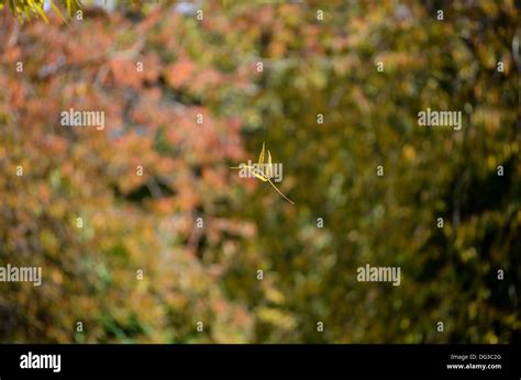 Leaf Falling From Tree Stock Photo Alamy