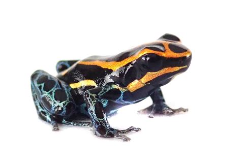 Ranitomeya Amazonica Iquitos Captive Bred Amazonian Poison Frog
