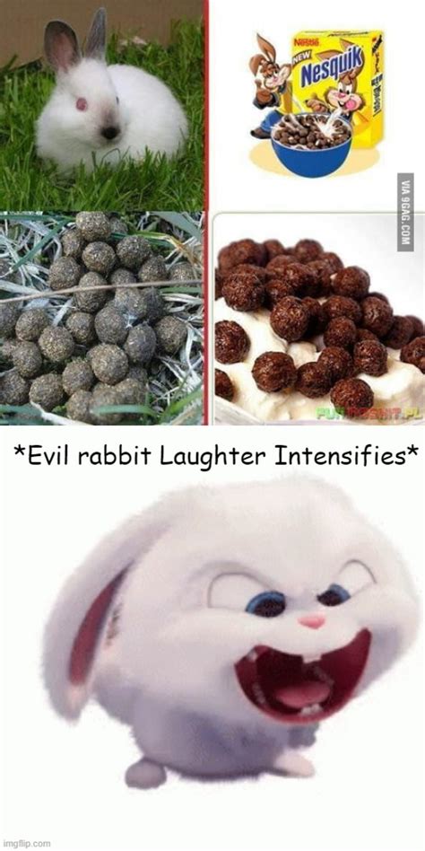 Evil Rabbit Laughter Imgflip