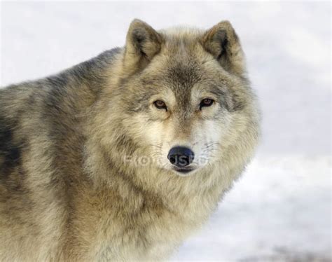 Gray Wolf Standing In Snow Close Up — Season Close Ups Stock Photo