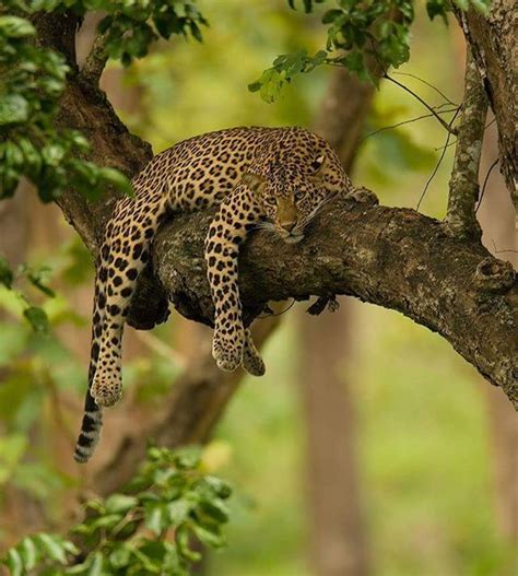 Wildlife Planet On Instagram “relaxing Mode Photograph By