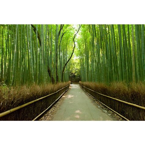 Zen Wall Murals Peel And Stick Wall Décor Murals Bamboo Forest Kyoto
