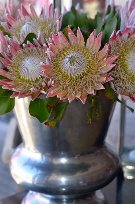 King Protea Suid Afrika Would Love This Arrangement In My Home