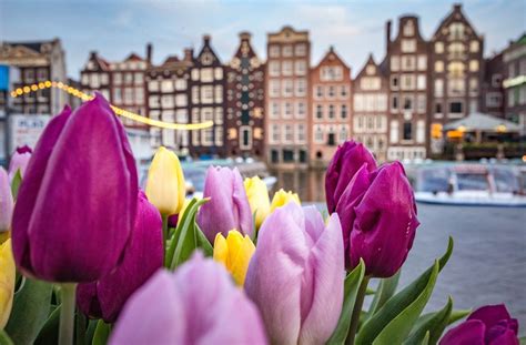 Tulip Fields In The Netherlands Everything You Need To Know