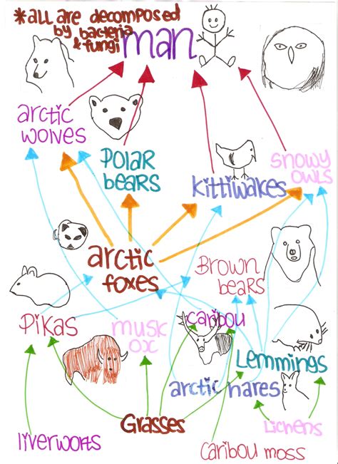 Snowy Owl Food Chain Diagram Food Ideas