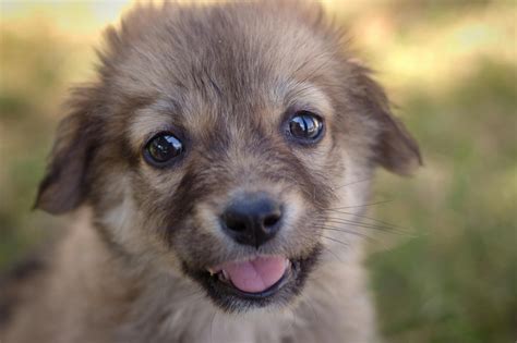 Free Stock Photo Of Dog Puppy