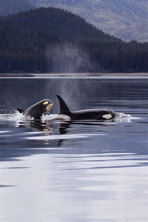 A Pair Of Orcas Swim Along The Coast Of Southern Alaska Read More