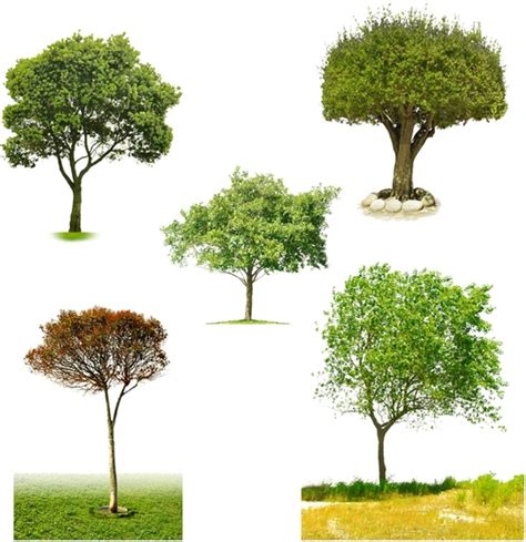 Trees Psd Free Psd Download 101 Free Psd For Commercial Use Format Psd