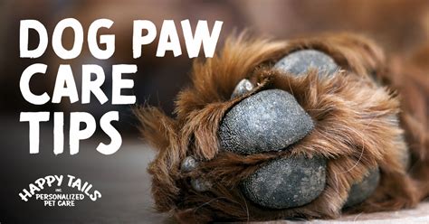 How To Take Care Of Dog Paws