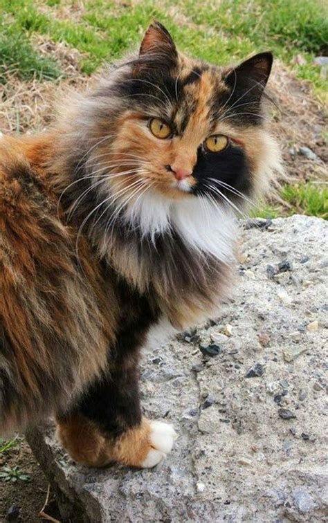 Pictures Of Long Haired Calico Cats Cat Ywe