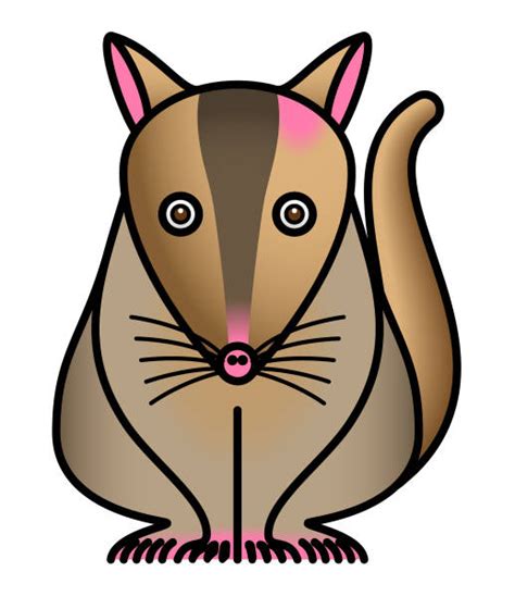 Quoll Illustrations Illustrations Royalty Free Vector Graphics And Clip