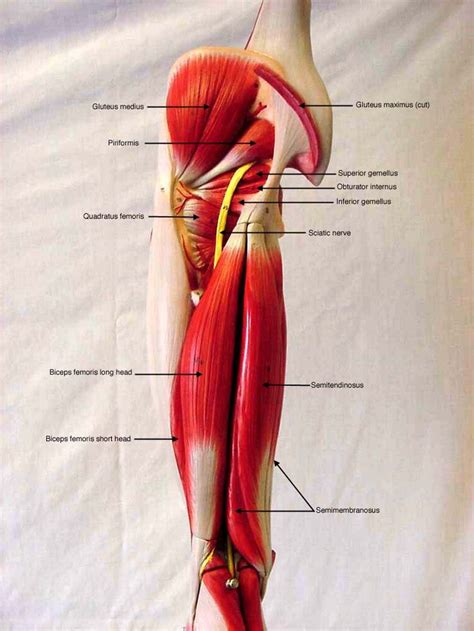 Thigh Posterior Deep Label Muscle Models Pinterest Arm Muscles