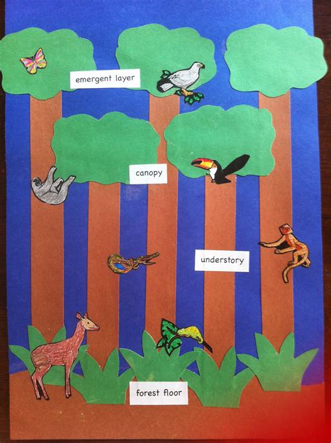 Rainforest Activities For Kindergarten