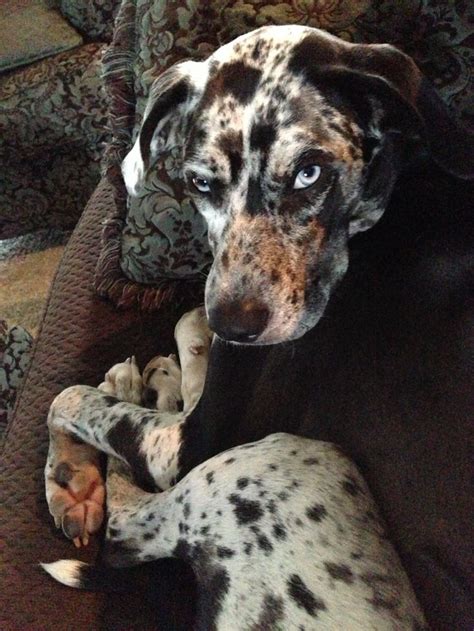 1000 Images About The Louisiana Catahoula Leopard Dog On Pinterest