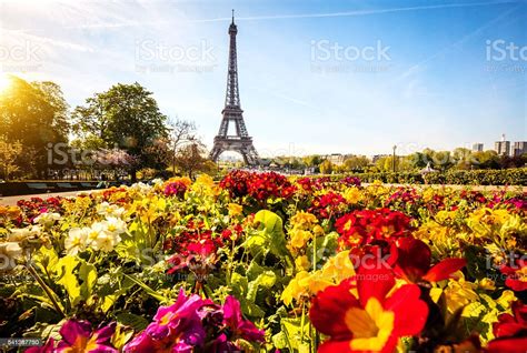 Eiffel Tower With Flowers In Paris France Stock Photo Download Image