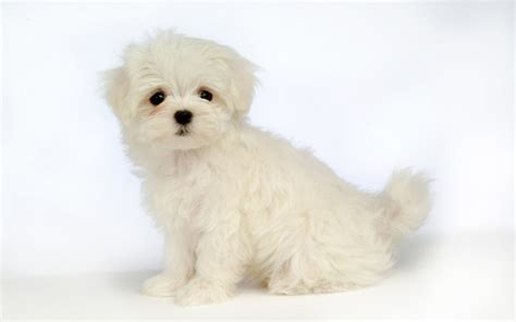 Free Download White Puppy Wallpaper High Definition High Quality