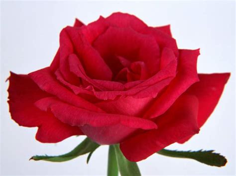 Single Red Rose Flowers Flower Hd Wallpapers Images Pictures
