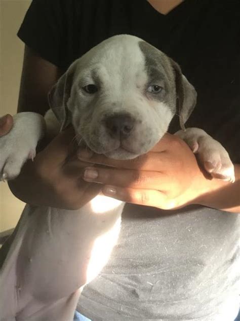 See more ideas about pitbulls, pitbull puppies, pitbull terrier. American Pit Bull Terrier puppy dog for sale in Framingham, Massachusetts