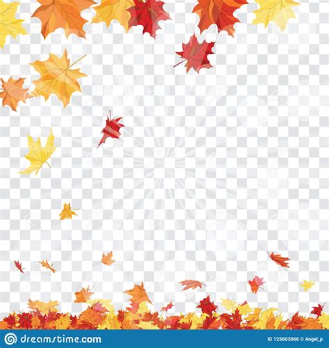 Maple Leaves On Transparency Grid Stock Vector Illustration Of Blank