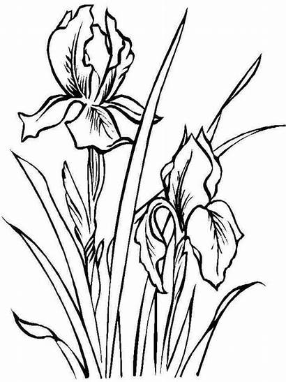 Iris Coloring Flower Pages Flowers Drawing Drawings