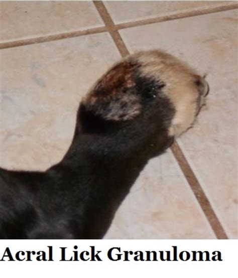 How Do You Stop A Dog From Licking A Granuloma