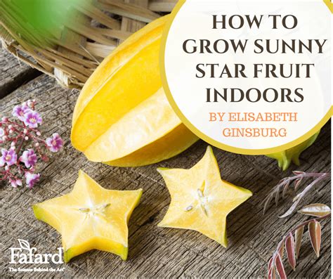 How To Grow Star Fruit Indoors Fafard