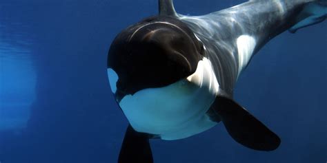 Orcalab Cameras Bring Us Into Incredible World Of Orcas