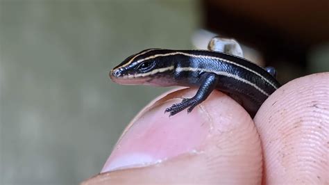 Skink Eggs Hatching Five Lined Skink Youtube