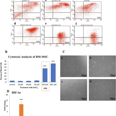 Morphological And Cytotoxic Analysis Of Bm Mscs With Hypoxia Induction