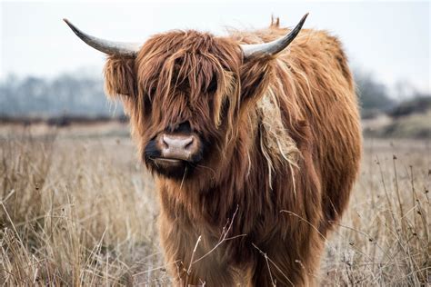 Iconic Cattle Of Scotland The Highland Cow — Darach Social Croft