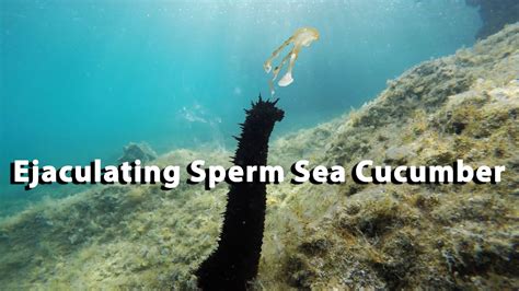 Ejaculating Sperm Sea Cucumber YouTube