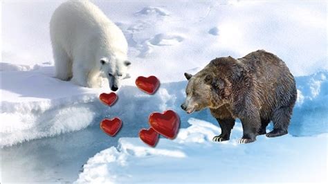 The Grizzly And Polar Bear Hybrid Kabb