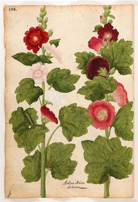 Early Antique Hollyhocks Botanical Print — Museum Outlets Vintage