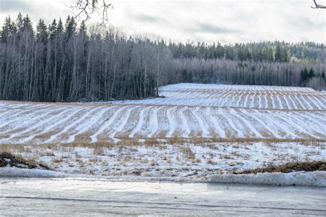 Winter Rural Scene With Snow And White Fields Stock Photo Image Of