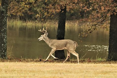 White Tail Buck Running At Pond Free Stock Photo Public Domain Pictures