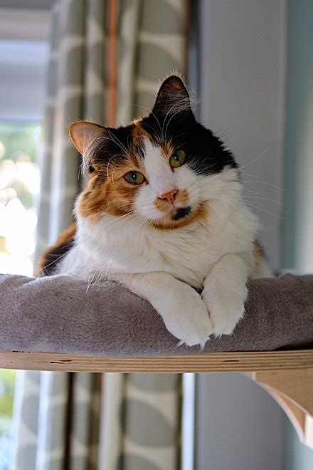 Calico Cat Wikiwand