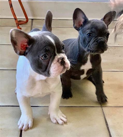 Click to view all of our puppies for sale & make sure to reserve yours today! French Bulldog Puppies For Sale | New York, NY #291846