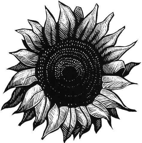 Untuk senima atau pelukis menggambar bunga matahari merupakan salah satu tantangan yang bisa membuat kemampuan melukis dan menggambar bertambah. Sketsa Gambar Bunga | Gambar Pemandangan