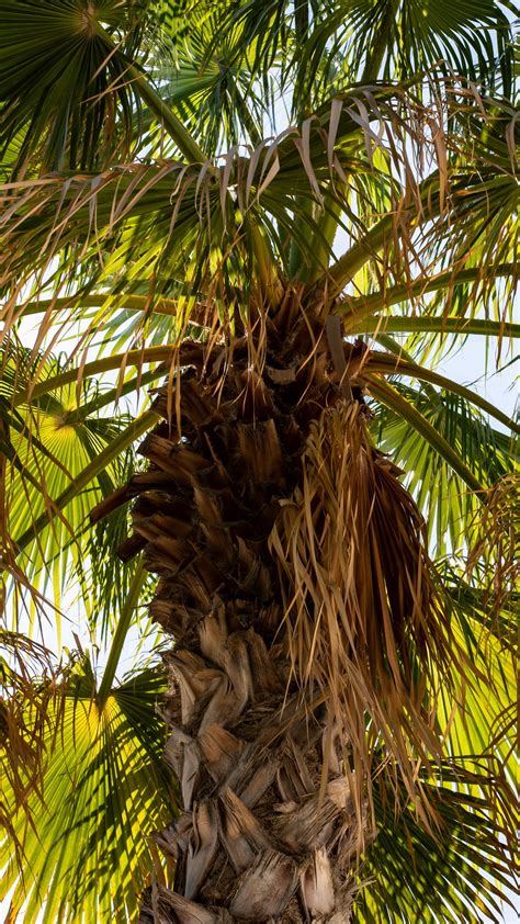 Download Wallpaper 1350x2400 Palm Tree Branches Trunk Leaves Dry