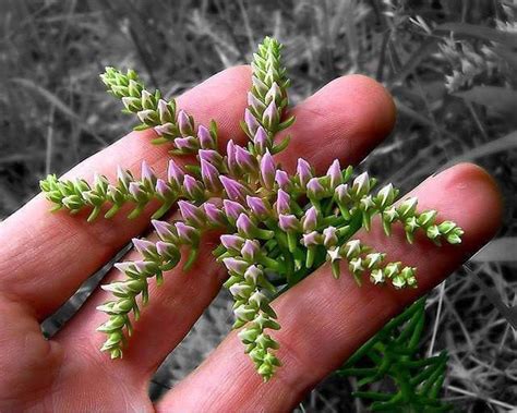 50 Sedum Seastar Perennial Flower Seeds Garden Backyard Etsy