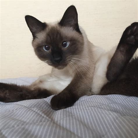 15 Facts That Make You Smile And Love Siamese Cats Page