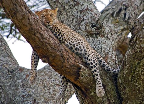 Leopard Dozing On Tree Branch In The Serengeti Tanzania Smithsonian