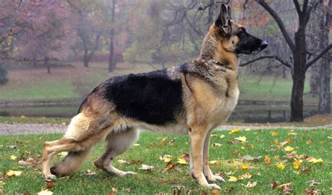 German Shepherd Dog Breed Information Vetstreet Vetstreet