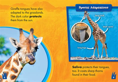 Adaptations Of A Giraffe