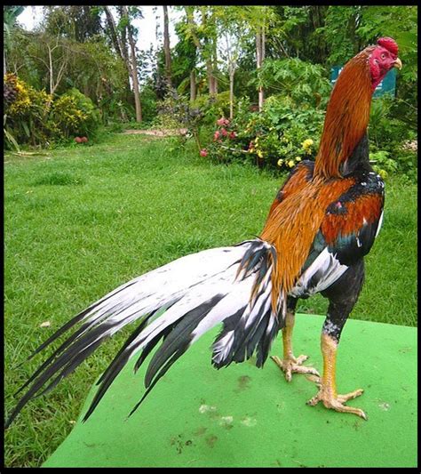 Ayam bangkok dengan rutin pasti akan ada pergantian. Gambar Ayam Bangkok Bagus dan Istimewa | Ayam Juara