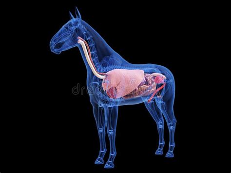 Horse Esophagus Horse Equus Anatomy Isolated On White Stock