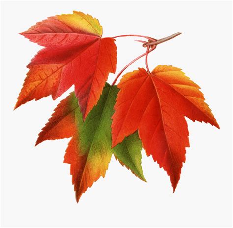 Canada Japanese Maple Red Maple Maple Leaf Clip Art Fall Leaves Png